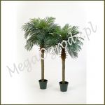 Phoenix  Palm